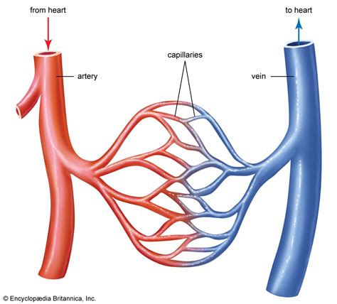 Blood vessel | Definition, Anatomy, Function, & Types | Britannica