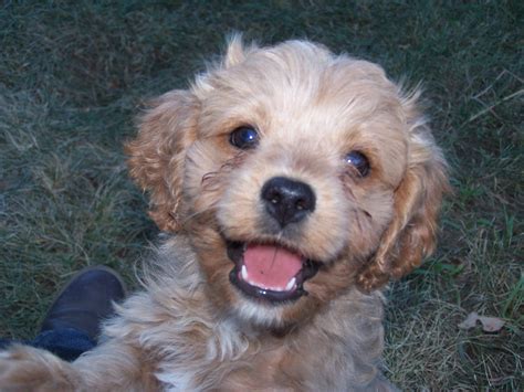 Colorful Cavapoos | pinewoodcavapoos