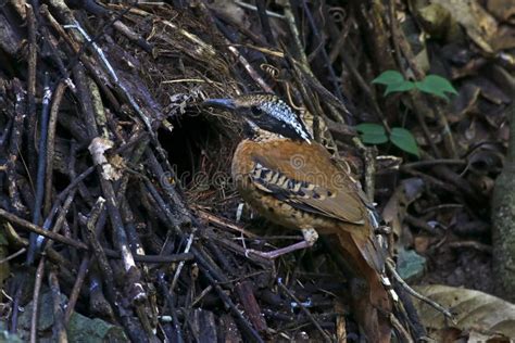 Eared Pitta Pitta Phayrei Male Birds Eating Worm Stock Photo - Image of ...