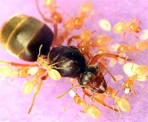 Yellow Meadow Ant Colony – Lasius flavus – Ants UK