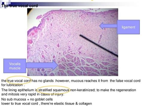 Vocal Cord Histology