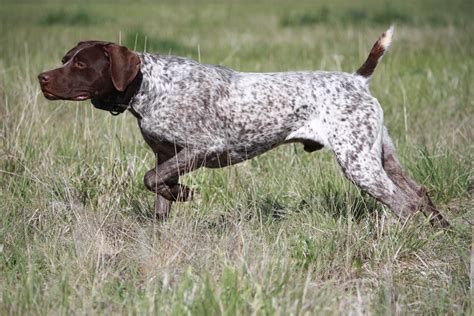 10 Best Pointer Dog Names