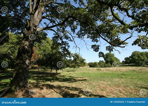 Under a tree in Hyde Park stock image. Image of forest - 12559333