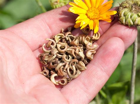 Planting Calendula Seeds: Learn About Collecting And Sowing Calendula ...