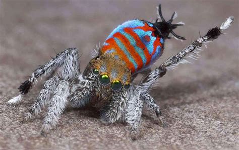 Two New Species of Peacock Spiders Discovered in Australia | Biology ...