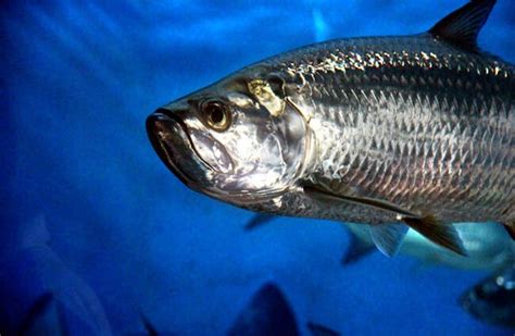 Tarpon - Description, Habitat, Image, Diet, and Interesting Facts