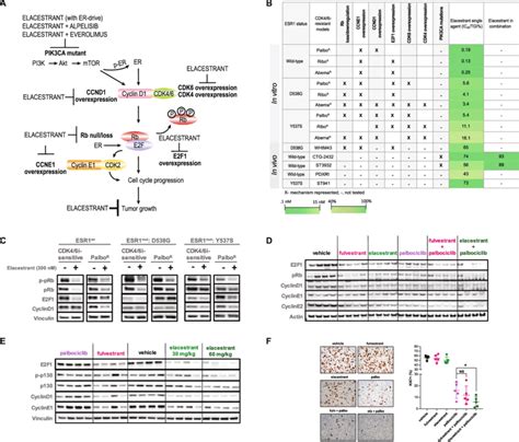 Elacestrant exhibits anti-tumor activity and downregulates key cell ...