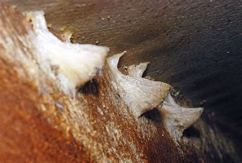 About Swiftlet Birdnest Soup - Blessing Birdnest