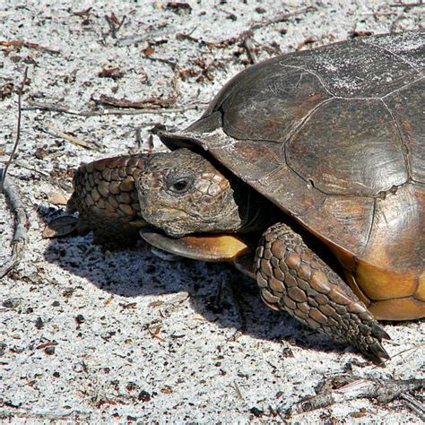 Gopher Tortoise - Learn About Nature