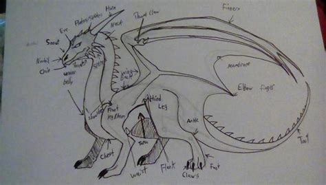 Dragon Biology Chapter 2: Dragon Anatomy | Dragons! Amino