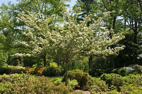 Mt. Cuba Center | Crataegus_viridis_Winter_King_1 - Mt. Cuba Center