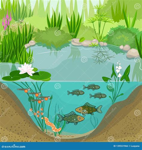 [DIAGRAM] Diagram Of A Pond Ecosystem - MYDIAGRAM.ONLINE