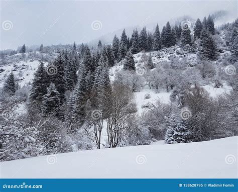 .Fresh Snow in the Mountain Forest. Stock Image - Image of mountain ...