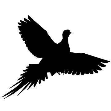 Pheasant Flying Silhouette