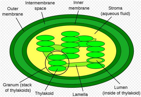 Thylakoids; Grana; Thylakoid Membrane