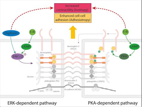 Schematic of the effects of digitoxin and adrenergic signaling on ICD ...