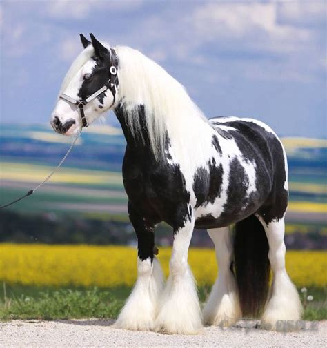 Pin on Horses - Draft Horses