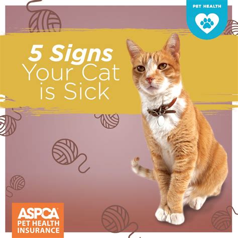 5 Signs Your Cat is Sick | Cats, Cat illnesses, Sick cat