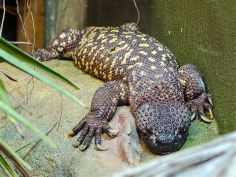 Mexican Beaded Lizard