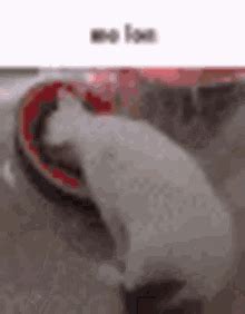 Cat Eating A Watermelon GIFs | Tenor