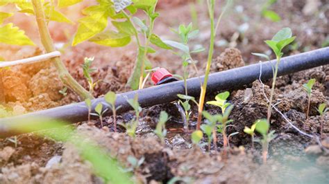 Drip irrigation systems: what are they and how do they work? - TrendRadars