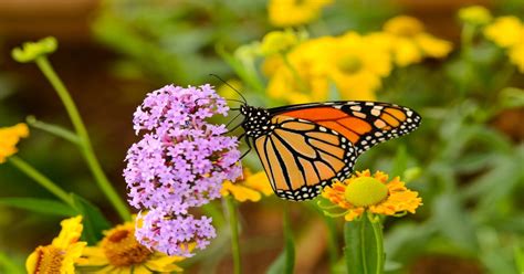 Ranchlands: An untapped reservoir of monarch butterfly habitat ...