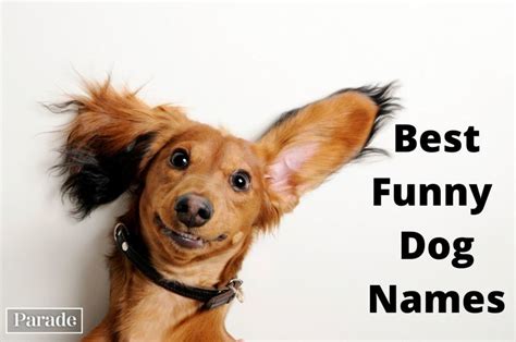 150 Funny Dog Names Guaranteed To Get a Laugh - Parade Pets