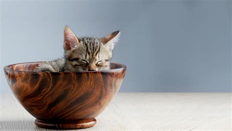 How Much Does A Teacup Cat Cost? (Average Price) - Pet Spruce