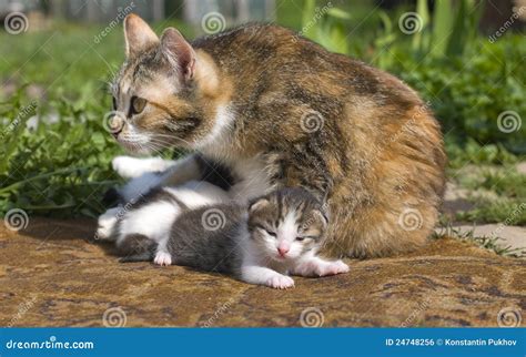 Cat Protects Kittens Royalty Free Stock Image - Image: 24748256