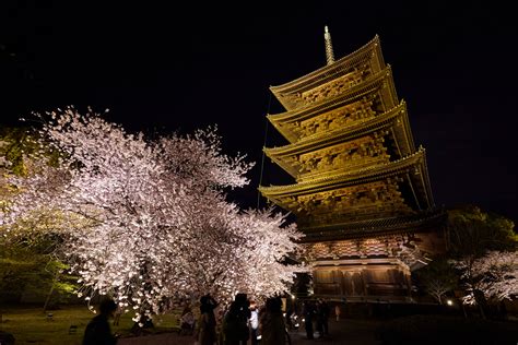 Toji Temple | Discover places only the locals know about | JAPAN by Japan