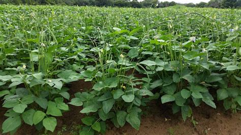 Cowpea production decreasing in Ghana due to pests - SARI - National ...