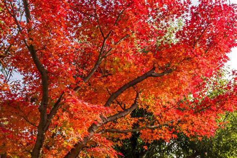 Japanese Maple Tree Care | Lawn.com.au