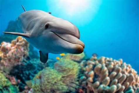 65 Playful Dolphin Facts To Entertain You - Facts.net