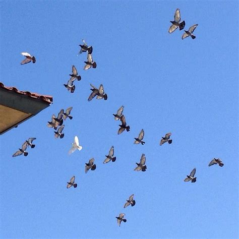 pigeons aerial formation | Animals, Aerial, Nature