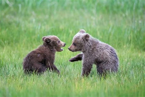 Grizzly Bear Cubs Playing