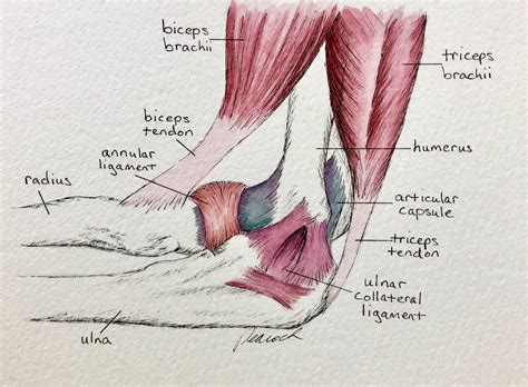 Tendon vs. Ligament | Peacock Bodyworks of West Austin, TX