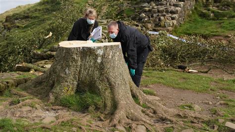 Hadrian's Wall was damaged when Sycamore Gap tree felled | UK News ...