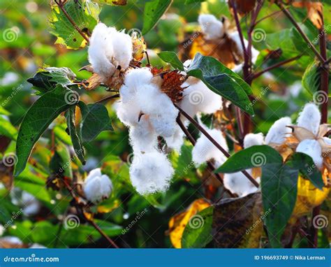 White Fluffy Cotton on a Background of Green Leaves Stock Image - Image ...