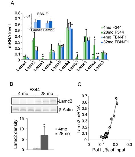 Chromatin changes trigger laminin genes dysregulation in aging kidneys ...