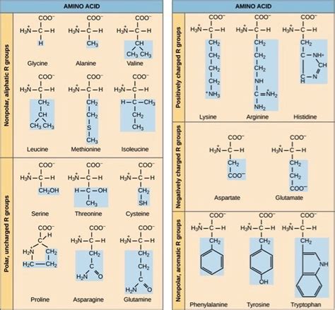 Amino Acids — Overview & Structure - Expii