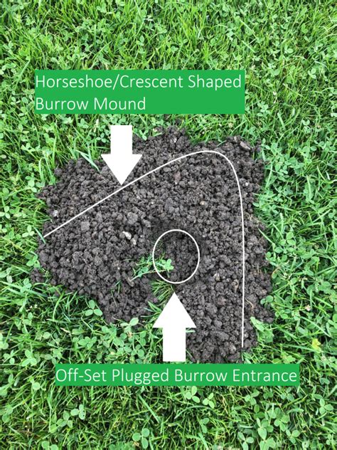 Gopher Mounds : Identification and Repair | Got Gophers