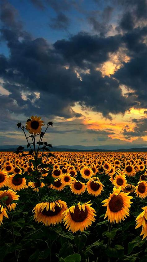 Bunga Matahari, sunflowers, sun, natural, awan, taman bunga, HD phone ...