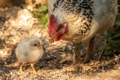 Raising Chicks with Mother Hen - Backyard Poultry