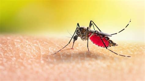 World Malaria Day 2023: 7 deadly long-term effects of Malaria | Health ...