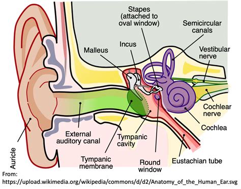 emDOCs.net – Emergency Medicine EducationEM@3AM: Tympanic Membrane ...