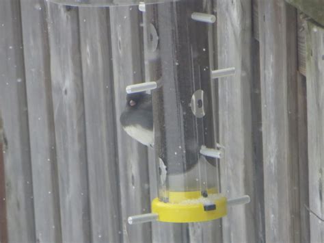 New finch feeder has it's first visitor, but it's not a finch - FeederWatch