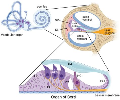 IJMS | Free Full-Text | Purinergic Signalling in the Cochlea