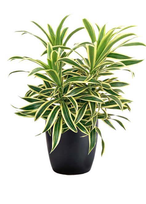 Dracaena Reflexa Song of India | Phillip's Interior Plants & Displays