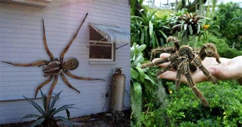 25 Places Where We Will Find The World’s Biggest Spiders