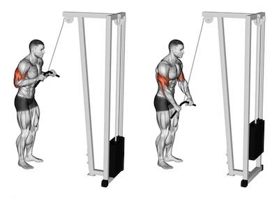 Exercise Database (Triceps11) - Cable Bar Triceps Pushdown — Jase ...